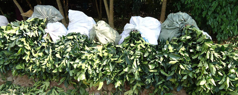 哪个网站上卖的树苗靠谱,卖树在哪个网站发布