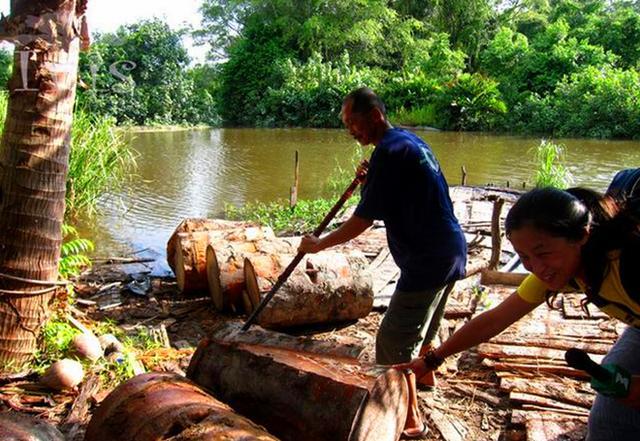 西米露椰子树,西米露跟西米是一样的吗