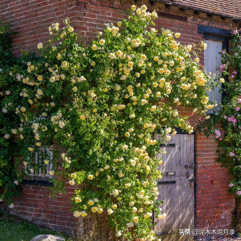 25个经典藤本月季大盘点。种一颗花满墙，新手好养长得快