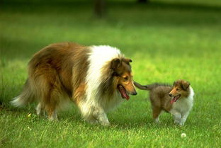 柯利犬和苏格兰牧羊犬,粗毛柯利犬和苏格兰牧羊犬