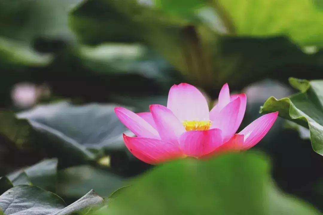 金湖荷花荡图片,金湖荷花荡介绍