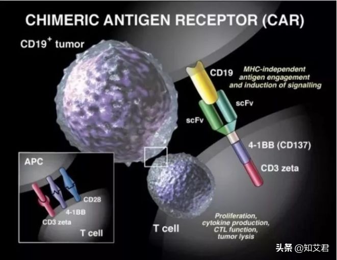 关于car-t疗法治疗艾滋病的研究,car-t治疗艾滋病在哪使用