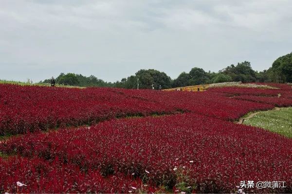 石象湖游览图片大全,石象湖自然风景