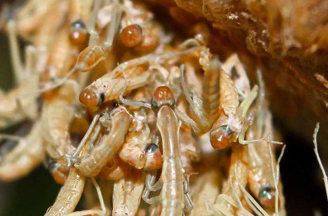 昆虫界的顶尖杀手,昆虫界的生存法则也残忍