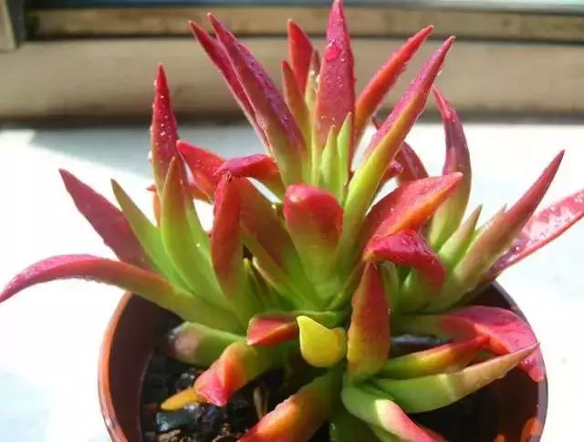 多肉早安图片大全,多肉大全100图