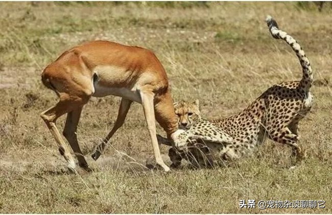 超级掠食者完整视频,最顶尖的捕食者