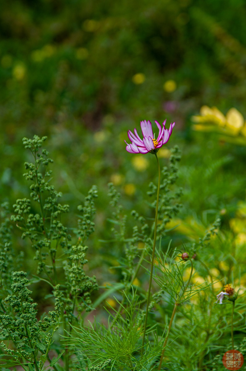 老镜记，Contax35-135/3.3-4.5改装宾得口并试镜