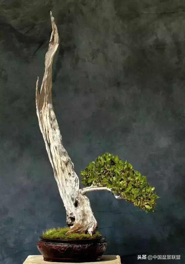 舍利干的历史,舍利干盆景图