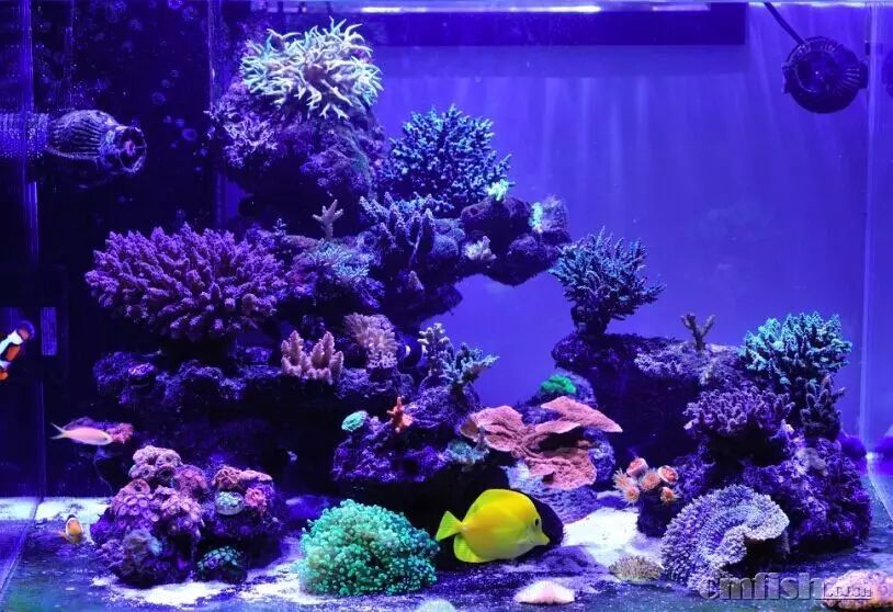 kelo海水灯,kelo灯测评