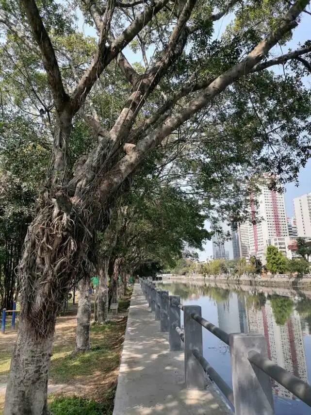 老榕树灵性,老榕树风水