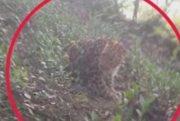 炉石新卡缺点,炉石新版本暴雪