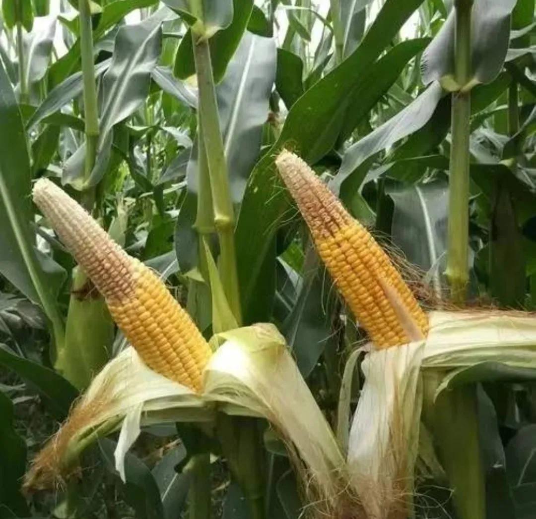 2020年啥时候玉米挂牌,玉米啥时候挂牌