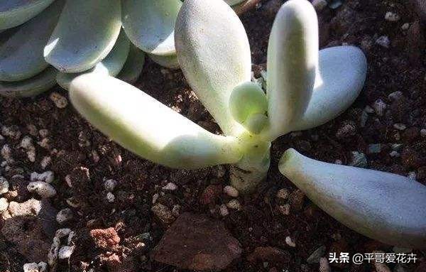 多肉经常掉叶怎么办,多肉老是掉叶子怎么办