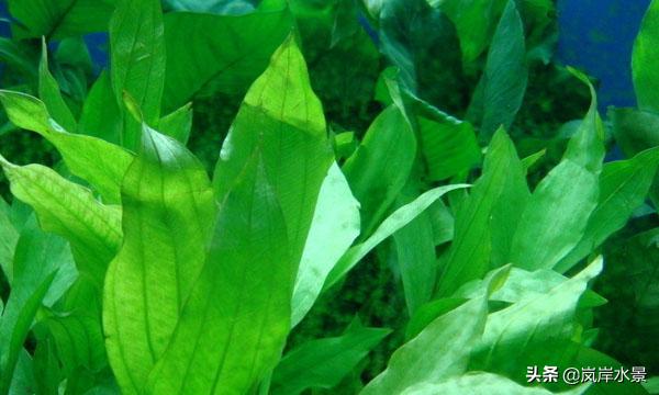 水草造景前景草,岚岸鱼缸造景图
