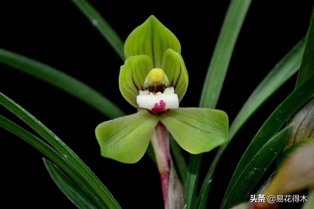 兰花干养根湿养叶怎么理解,兰花喜湿还是喜干