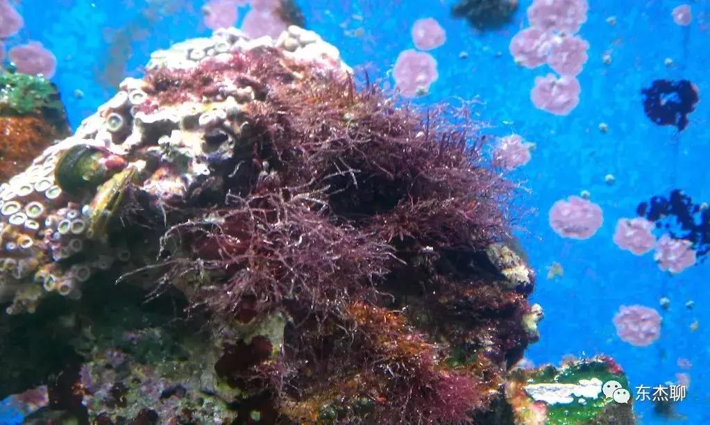 海水缸活石爆绿毛藻怎么处理,鱼缸里的绿毛藻怎么处理