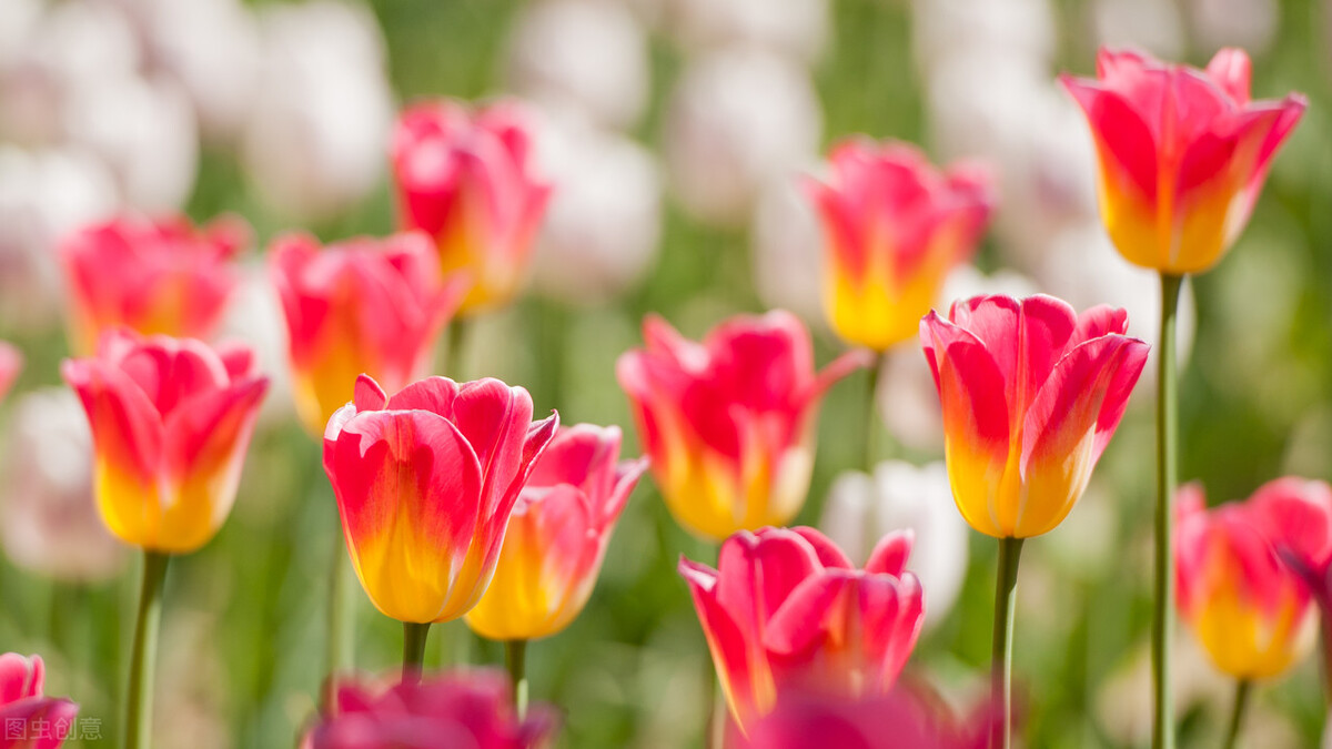 初学写诗的建议和感悟,写诗基本常识是什么