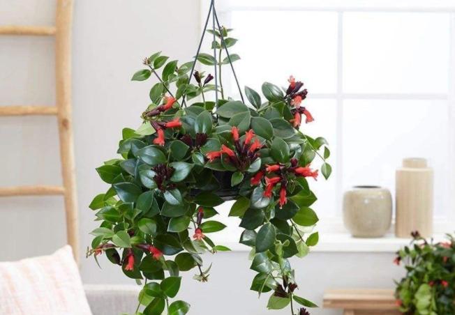 口红植物怎么养,口红花盆栽养殖方法