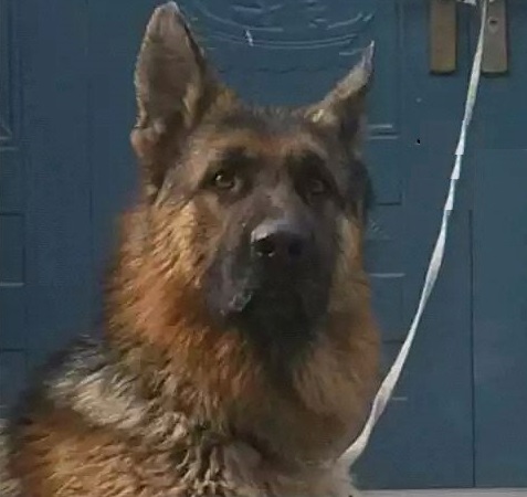 你能读懂狗的肢体语言吗,如何看德牧的性格