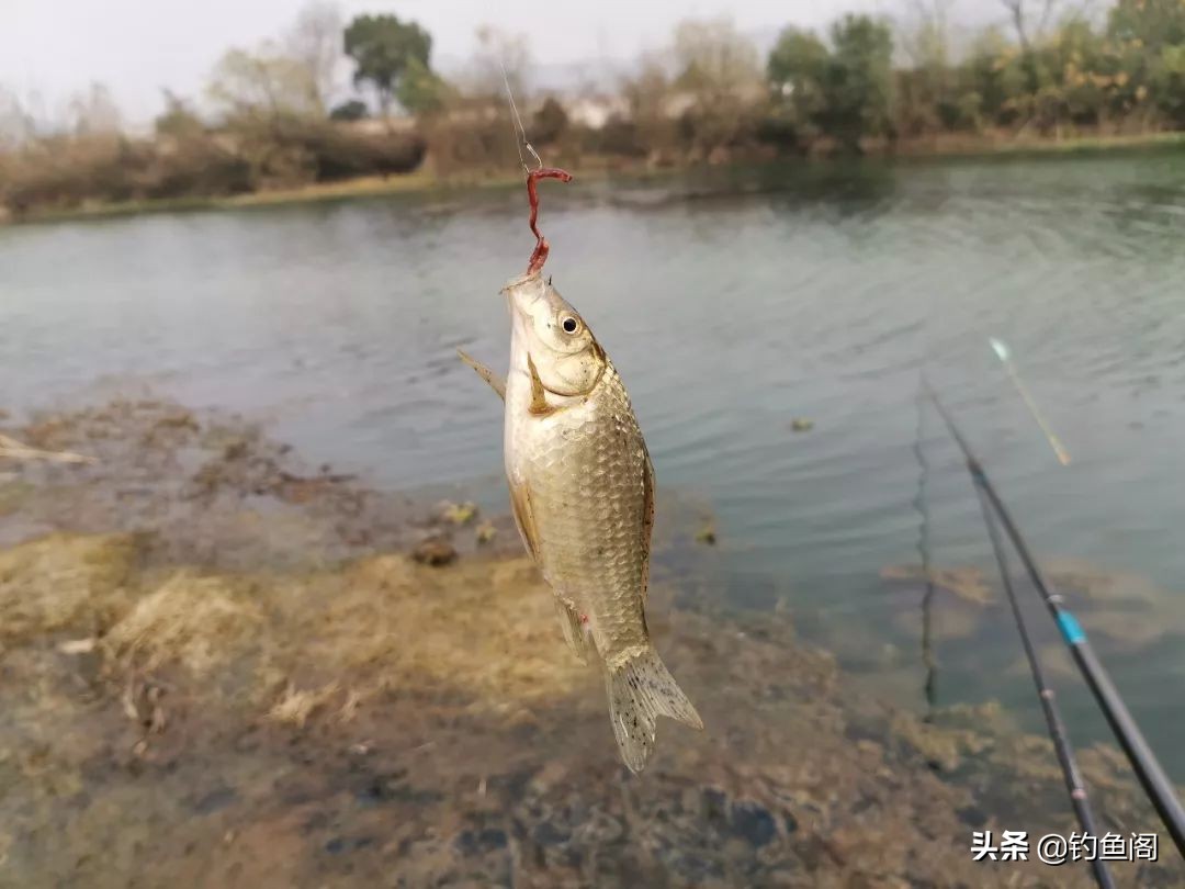 钓鱼遇到大鱼感觉要断竿怎么操作,抛竿钓鱼走水最佳解决方法