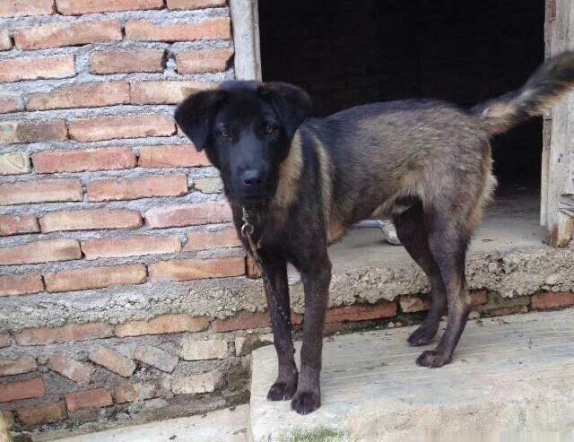 我国优秀猎犬,最贵的凉山猎犬