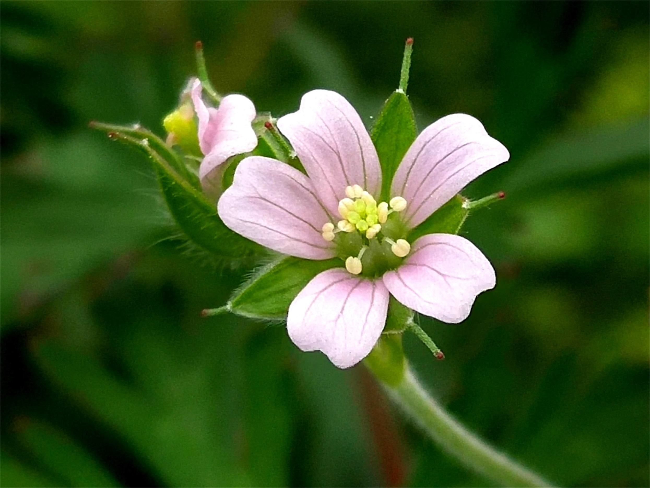 郯城紫色油菜花,郯城哪里油菜花多