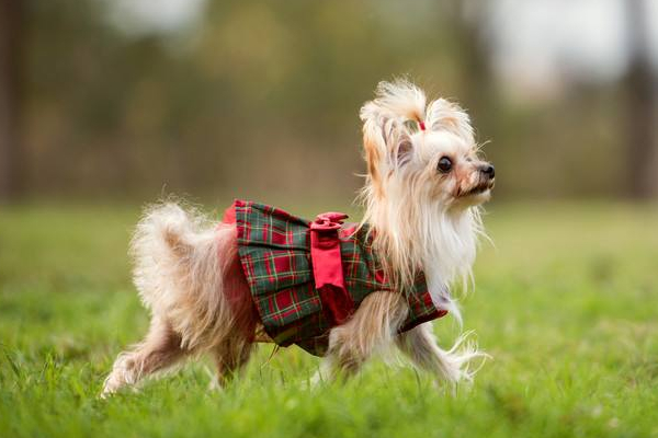 葡萄对狗狗有什么伤害,狗狗千万不要吃葡萄