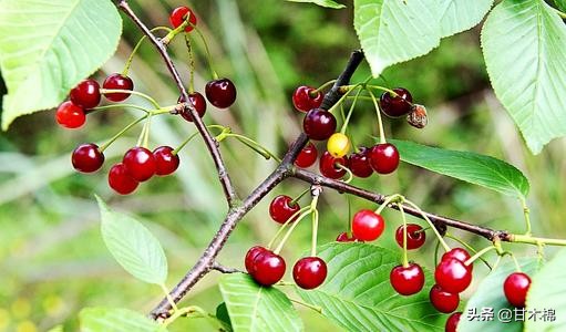 童年野果子,儿时的野果子总让人回味无穷