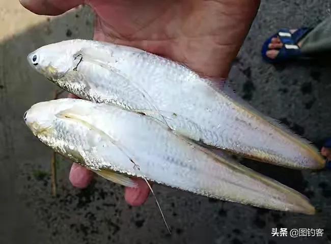 中国最好吃的4大淡水鱼,中国特别好吃的10种淡水鱼