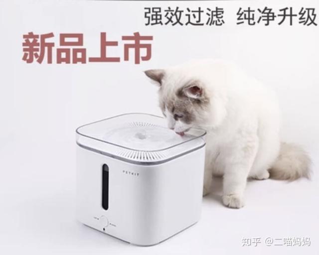 新手铲屎官去宠物店需要注意什么,新手铲屎官的真实故事