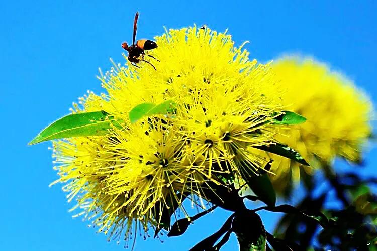 金黄熊猫,金黄色熊猫