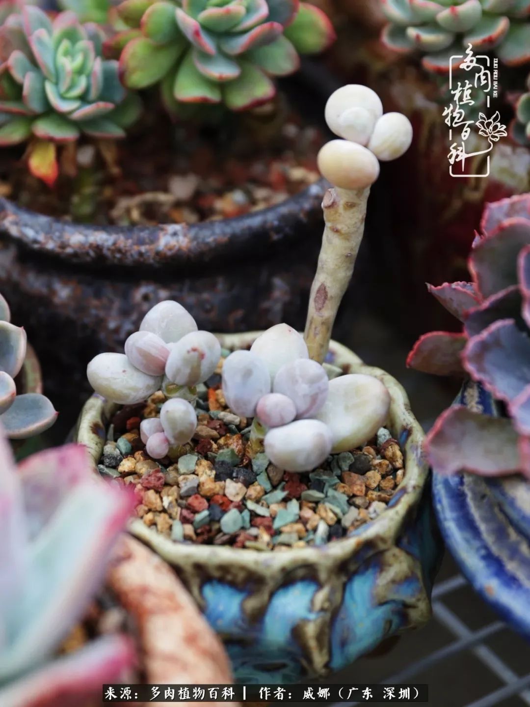 笼子里的多肉,露养的多肉和室内的多肉区别