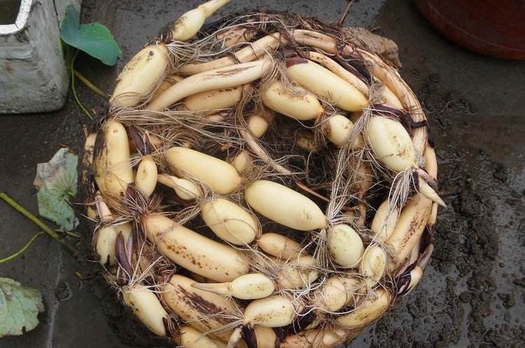 用老水缸来种荷花,旧水缸种莲藕视频