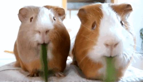 鼠年最稀有的老鼠,鼠年各种耗子大全