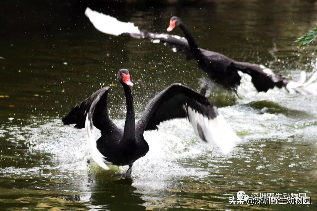 怎么飞才能飞得高,怎么飞才是最快的
