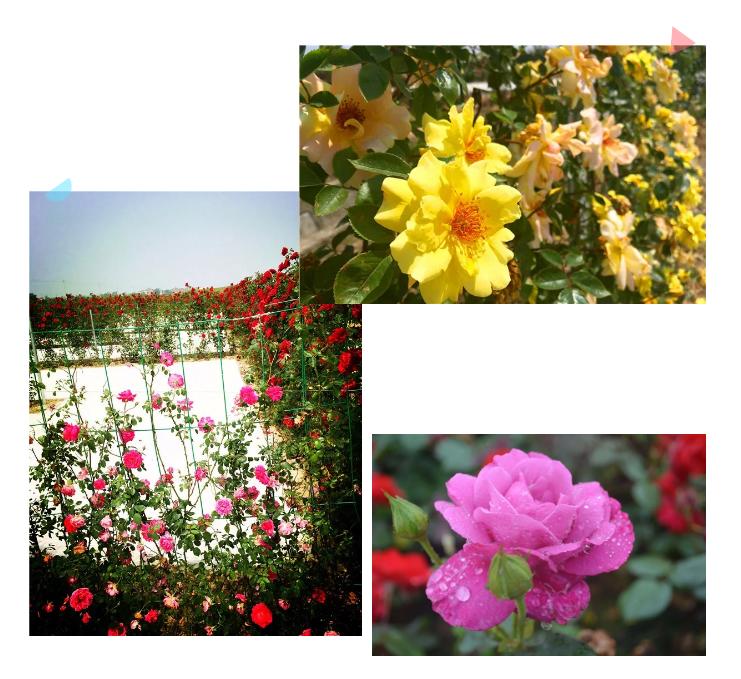 五一不能错过的花海,五一不能错过的美丽花海