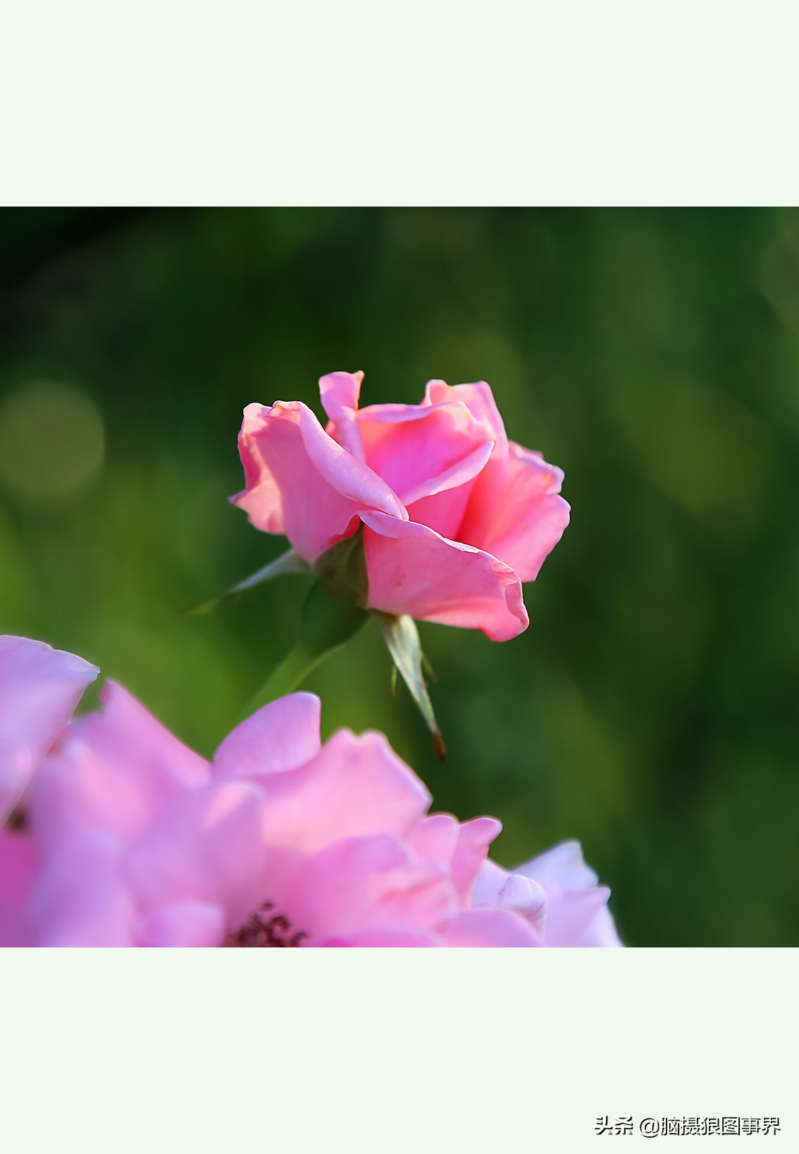 超清玫瑰花唯美图片,高清浪漫玫瑰花照片
