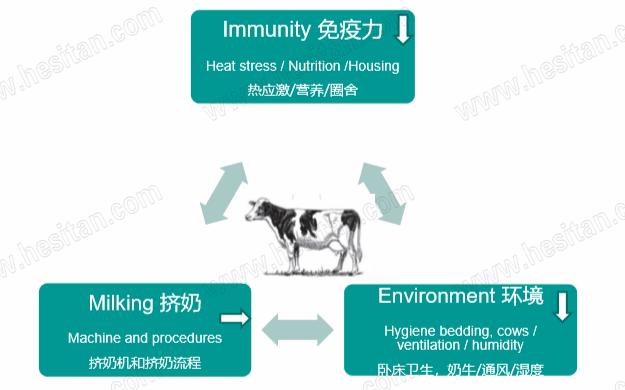 Jantijn博士谈牧场如何管控好夏季环境性乳房炎