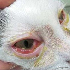 眼睑角膜炎怎么引起的,眼睑炎为什么老是犯