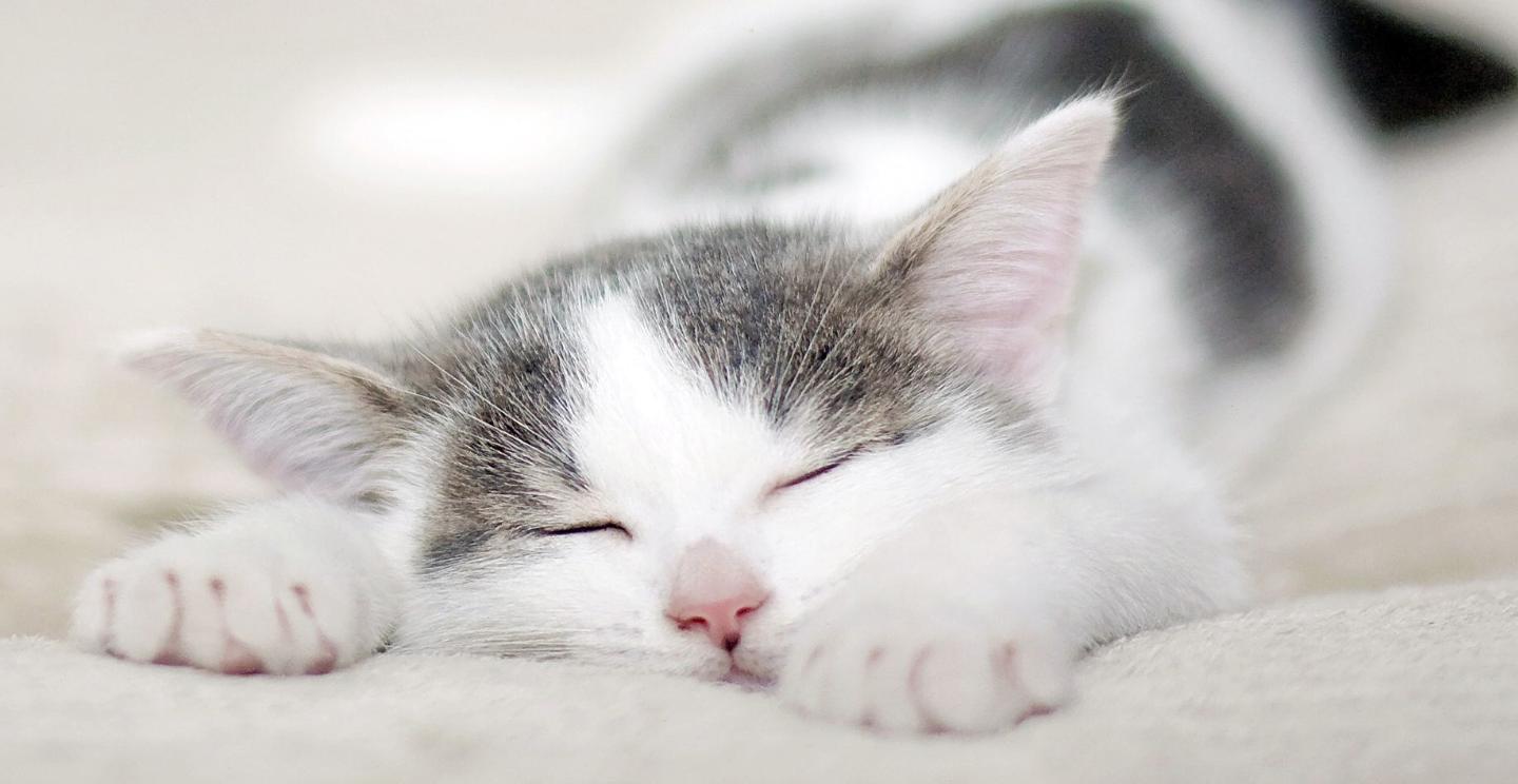 猫咪发神经跳跃,猫咪发神经