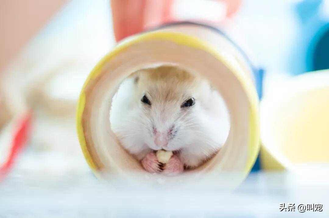 仓鼠的内部器官长什么样,仓鼠的身体器官长什么样