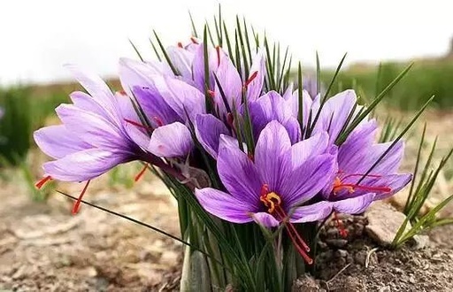 世界十大罕见花卉,世界名贵花卉高清大图