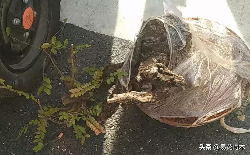 清香木黄叶掉叶子怎么回事,清香木盆景黄叶掉叶