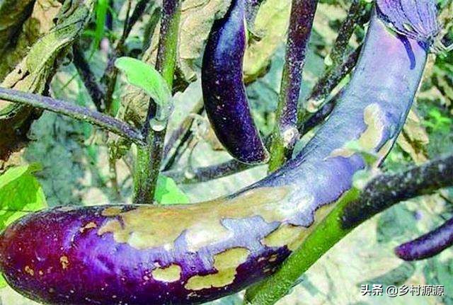 茄子烂果是什么原因,茄子烂棵子怎么防治