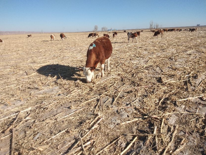 目前是养牛前景好还是养羊前景好,养羊和养牛哪个适合规模化养殖
