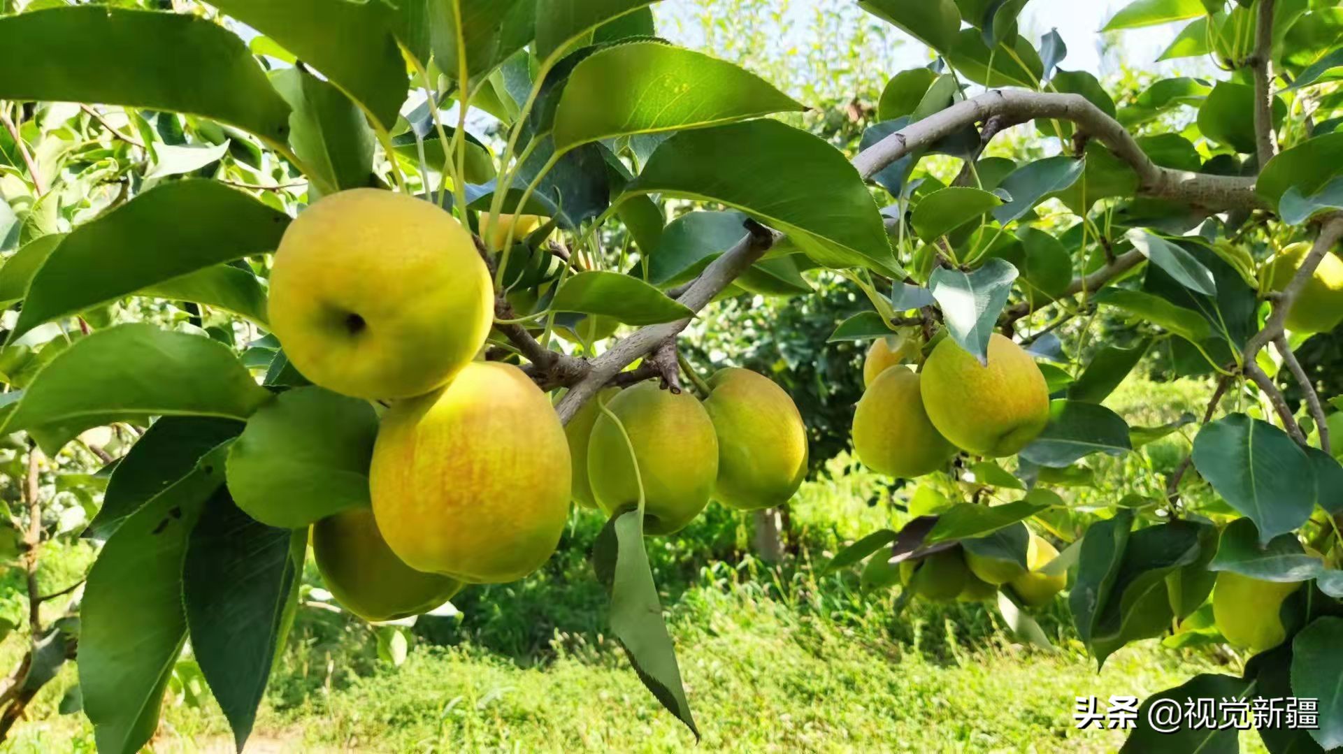中交绿城诚园库尔勒梨花节,中交绿城活动