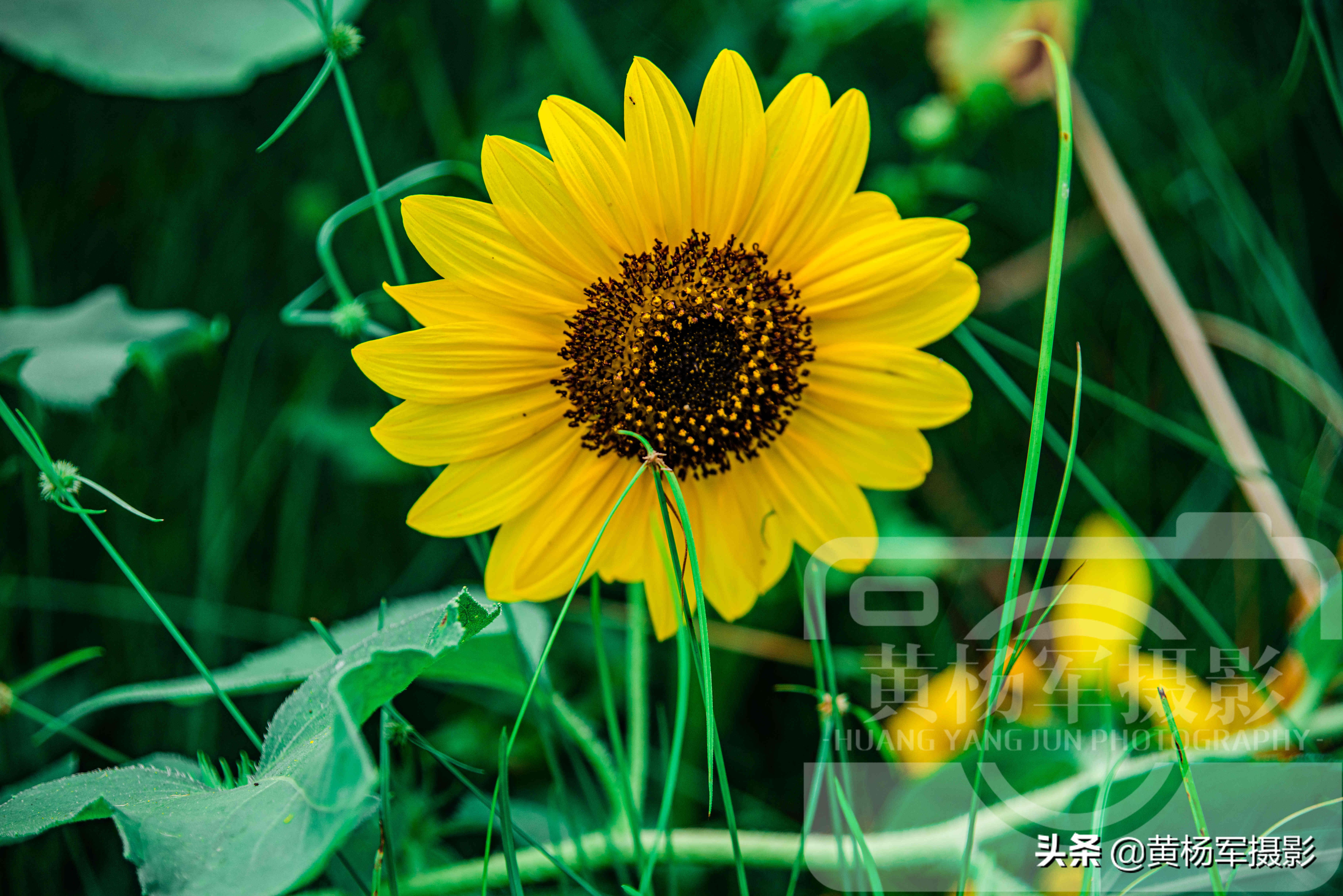 绿叶中美丽绽放的黑心金光菊花，娇美迷人的花朵很漂亮