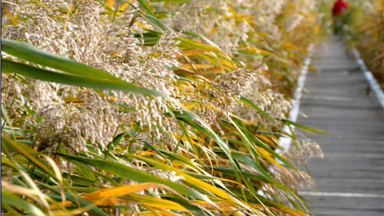 辽宁省盘锦市所辖区有哪些,辽宁省盘锦市有哪几个区