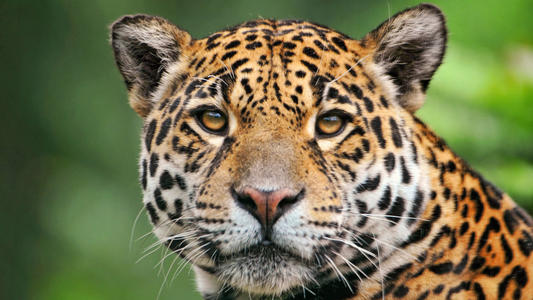 高空捉虫，水下捕鱼，还能看到紫外线，鸟类的眼睛里藏着什么秘密