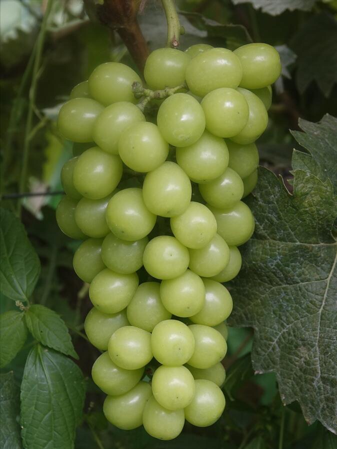 农村种植葡萄一年收入,80后小伙创业种葡萄